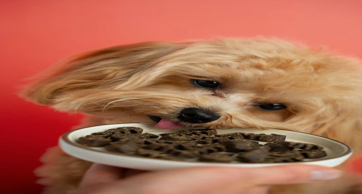 astragalus for dogs