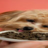 astragalus for dogs
