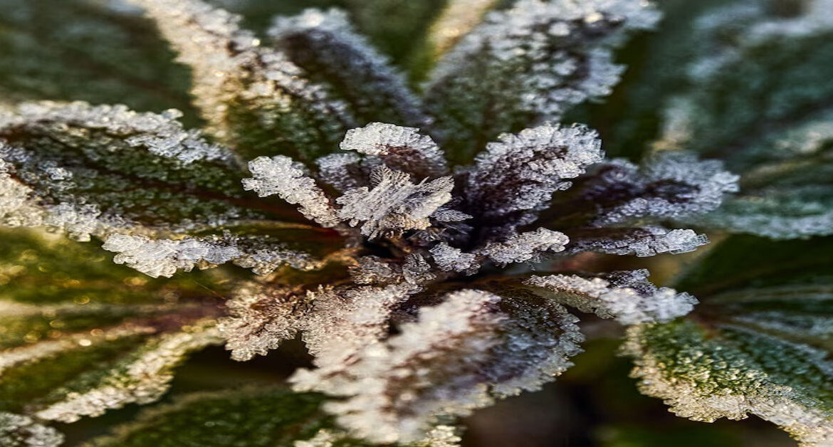 snow caps weed