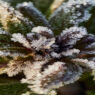 snow caps weed