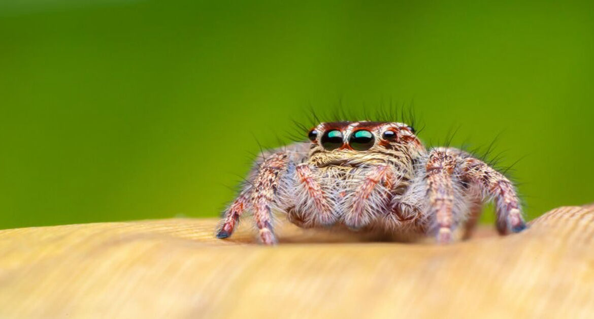 jumping spider pet
