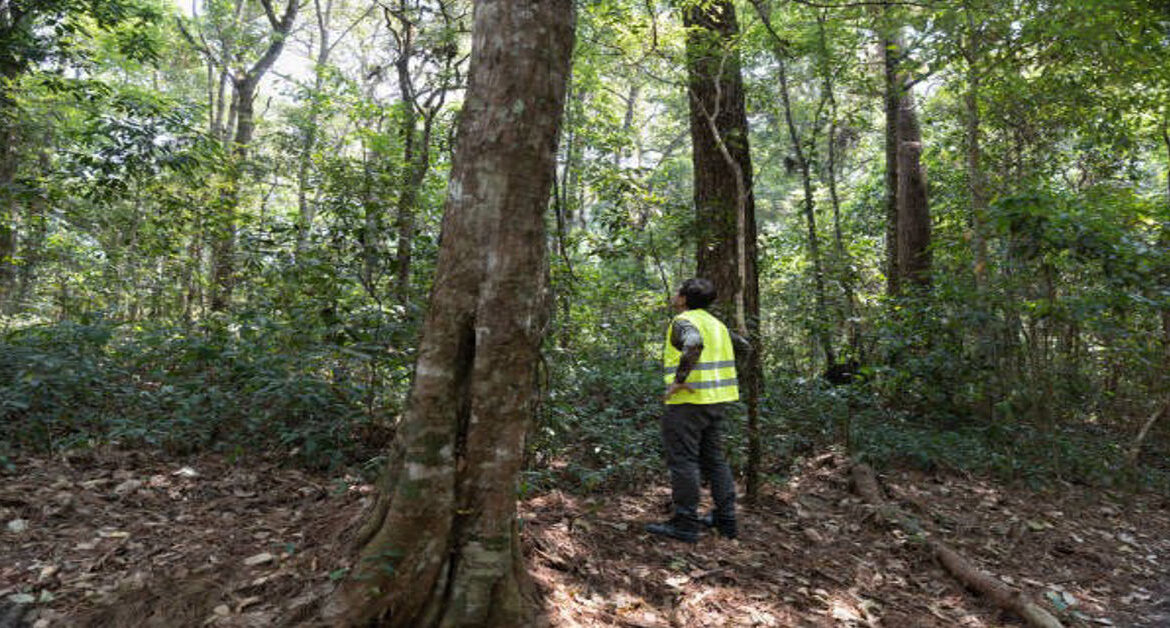 Forestry Development Authority