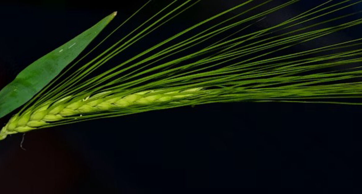 Fennel Seeds