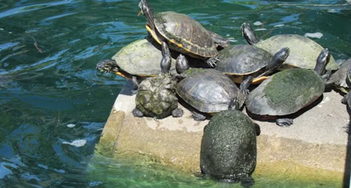 Turtle Soup Trading Strategy Success Rate