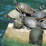 Turtle Soup Trading Strategy Success Rate