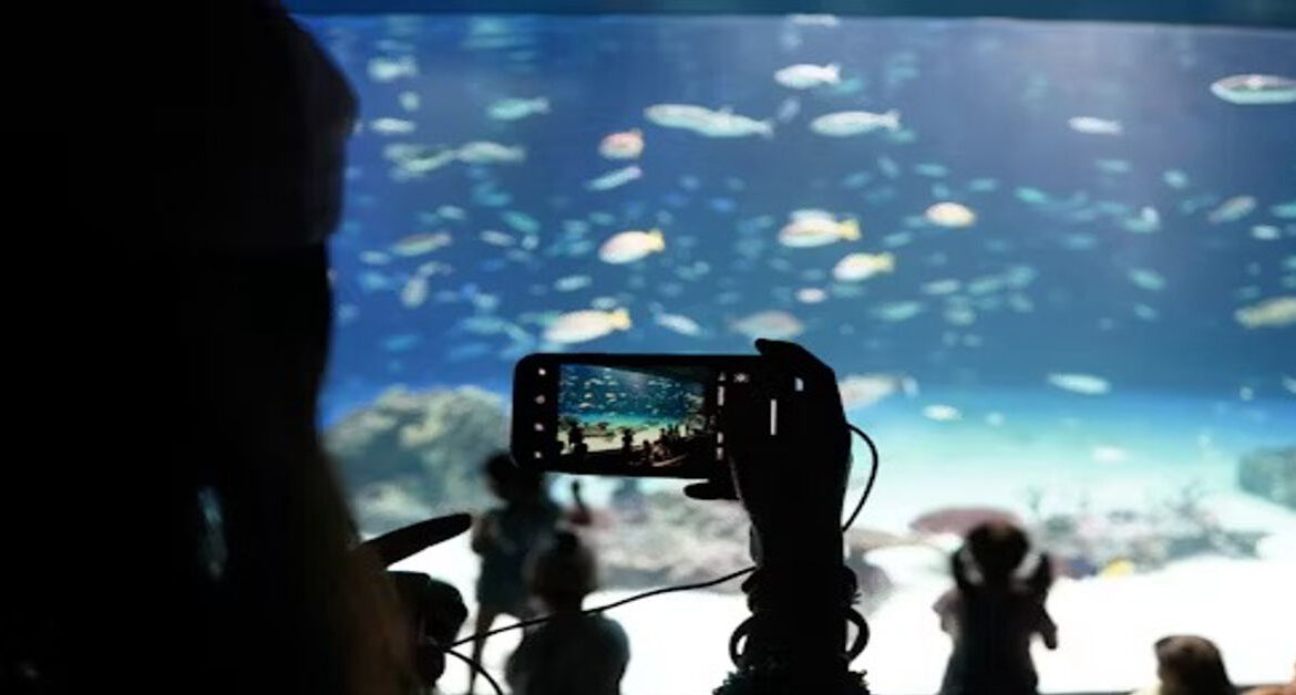 Deep Dive Creator Economy - The Next Phase of Media