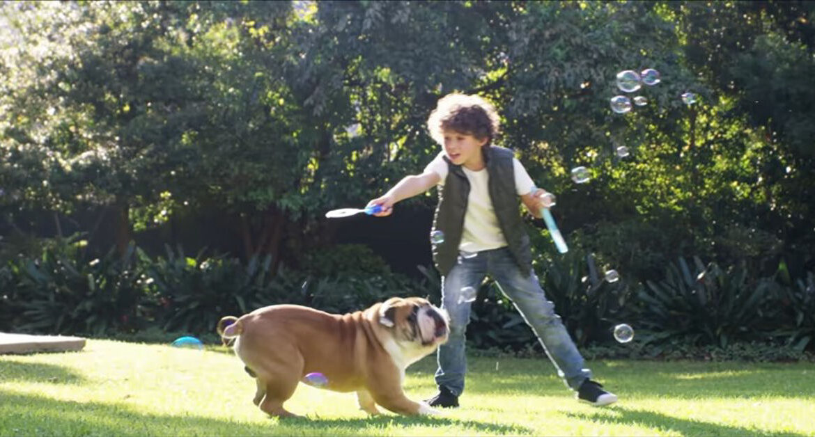 Bubble Theory Dog Training