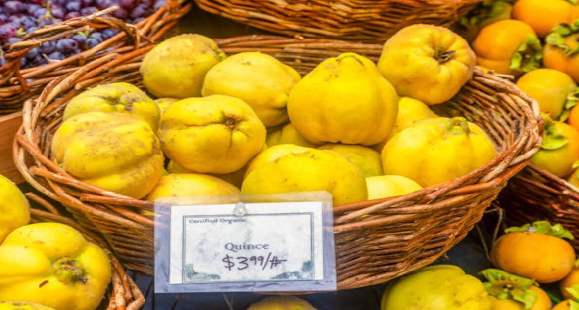 Quince Returns