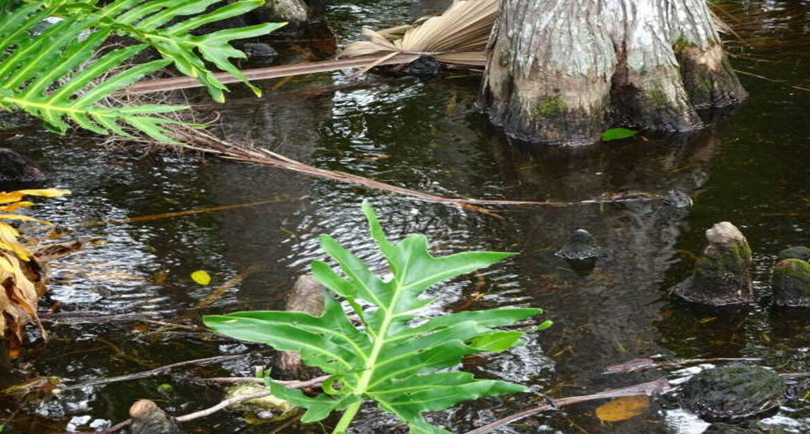 gator jungle plant city 1990