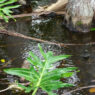 gator jungle plant city 1990