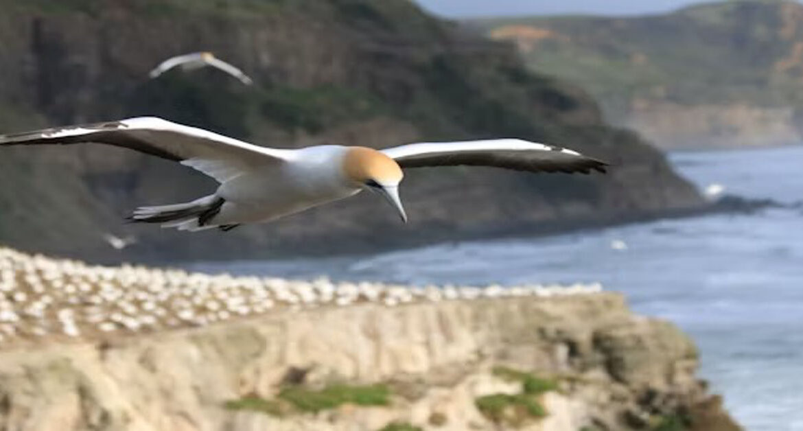 Albatross America
