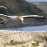 Albatross America